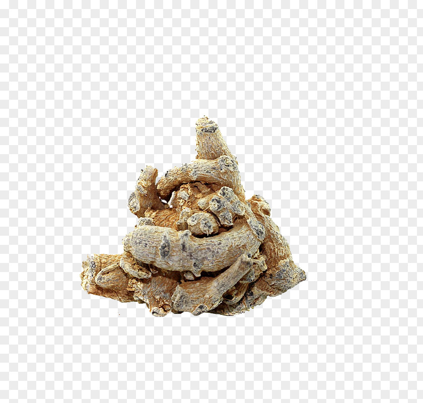 Slippery Son Spring Tianqi Notoginseng PNG