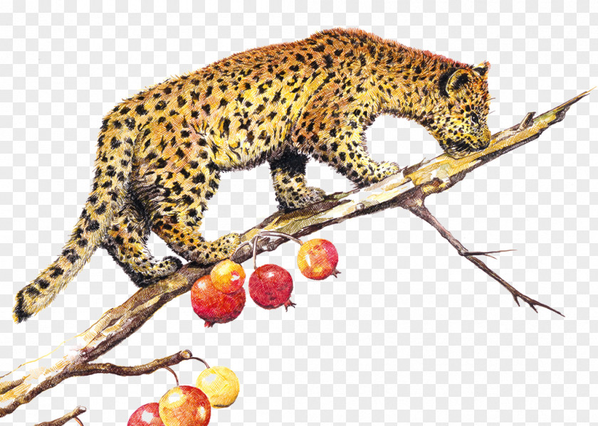 Tiger Illustration Leopard Jaguar Cheetah PNG