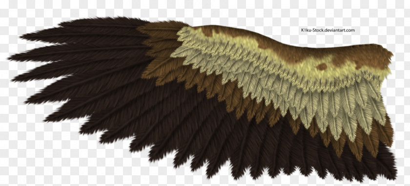 Wing Bald Eagle Drawing Bird Golden PNG