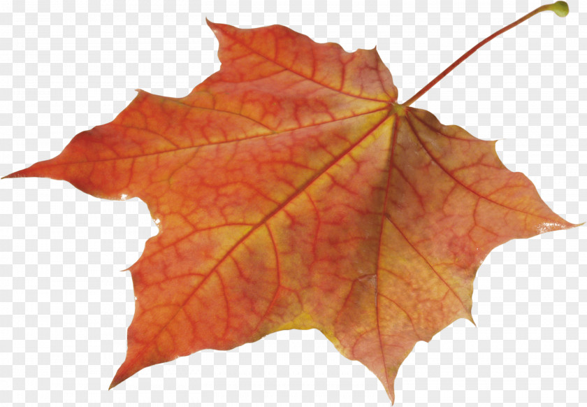 Autumn Leaves Solo Left PNG Left, brown maple leaf clipart PNG