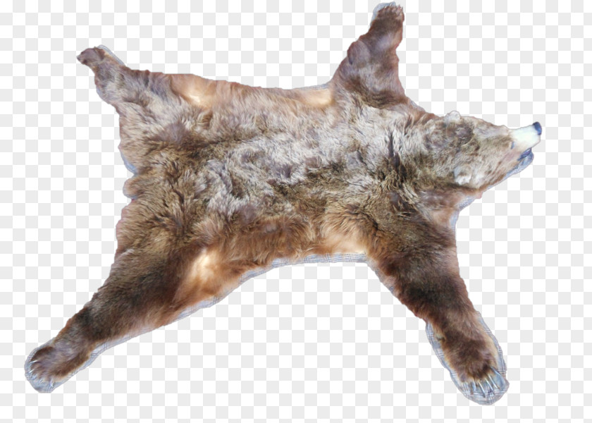 Bear Carpet Canidae Skin Blanket PNG