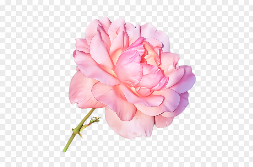 Carnation Peony Rose PNG