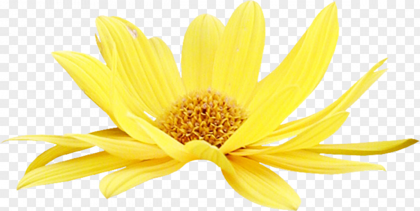 Chrysanthemum Oxeye Daisy Petal Close-up Common PNG