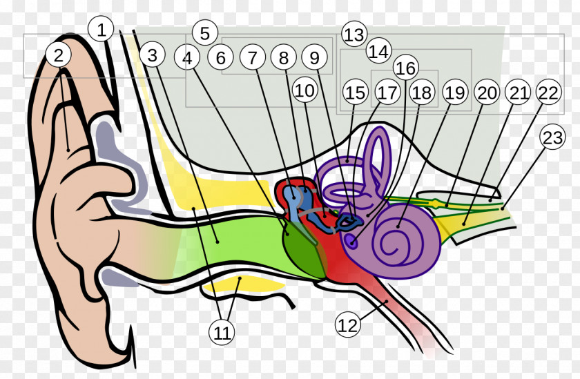Ear Anatomy Outer Inner PNG