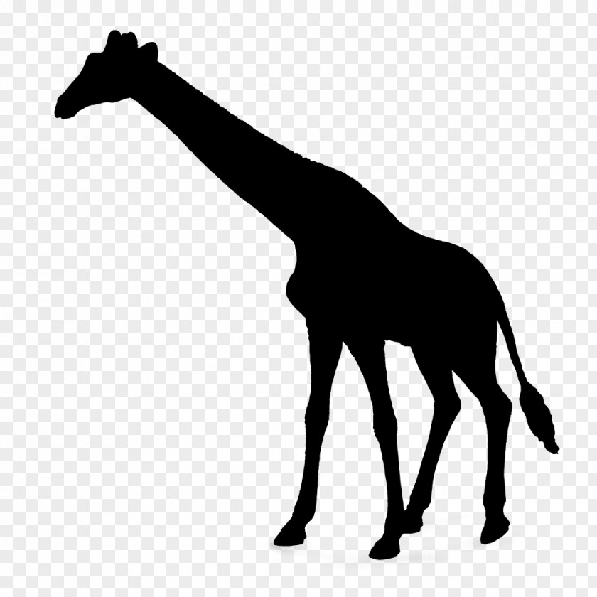 Giraffe Vector Graphics Royalty-free Photograph Illustration PNG