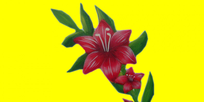Hibiscus Hippeastrum Cut Flowers Amaryllis Belladonna Plant PNG