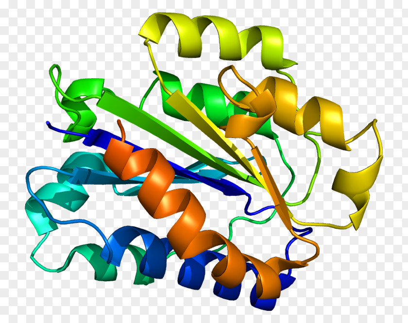 Protein Structure Plant Stem Line Clip Art PNG