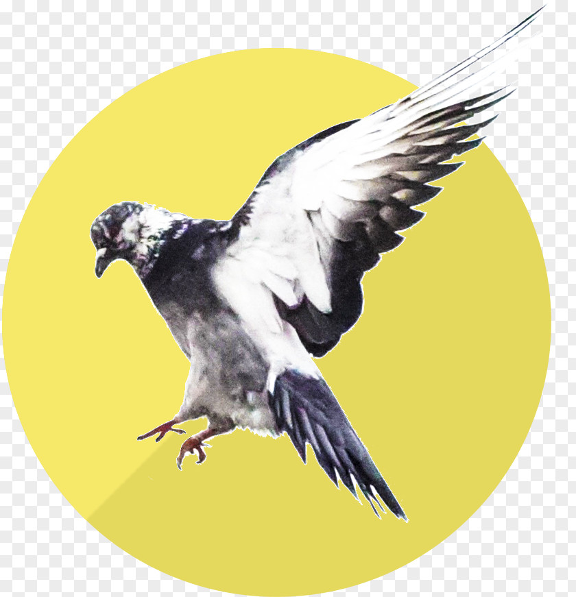 Wakeup Bird Beak Feather Wake School Personal Development Personality Test PNG