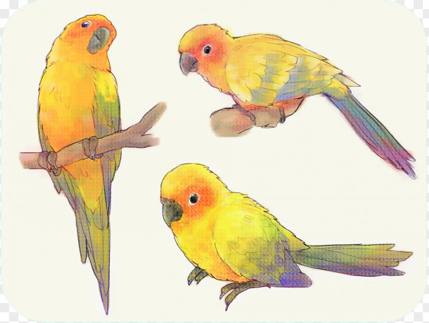 Bird Budgerigar Lovebird Macaw Lories And Lorikeets PNG