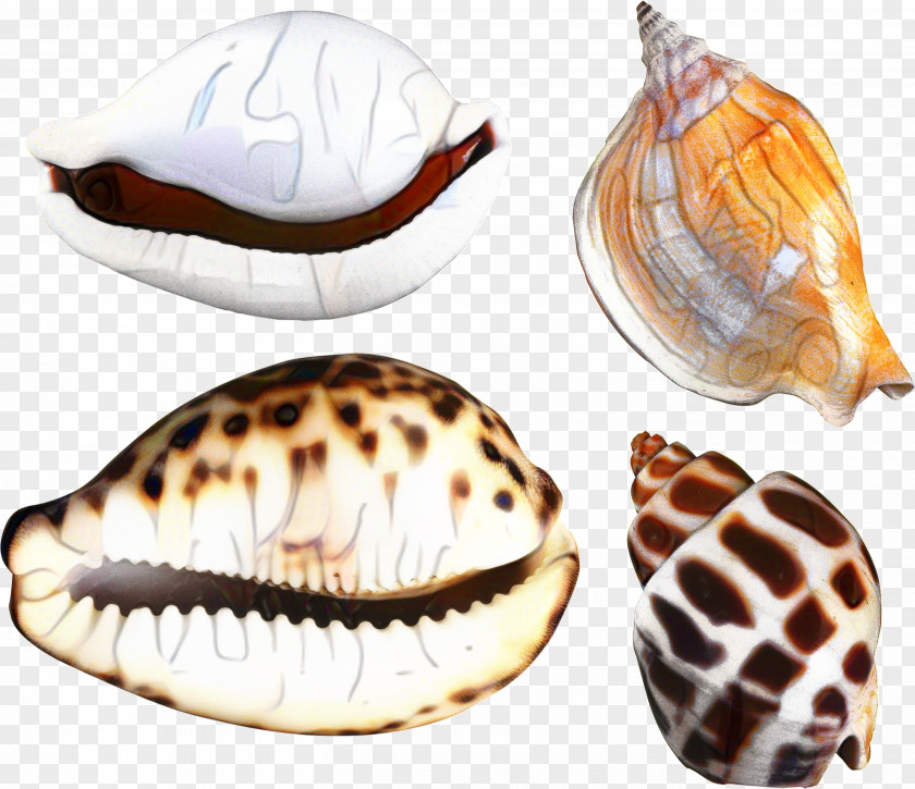 Bivalve Shell Snail Cartoon PNG