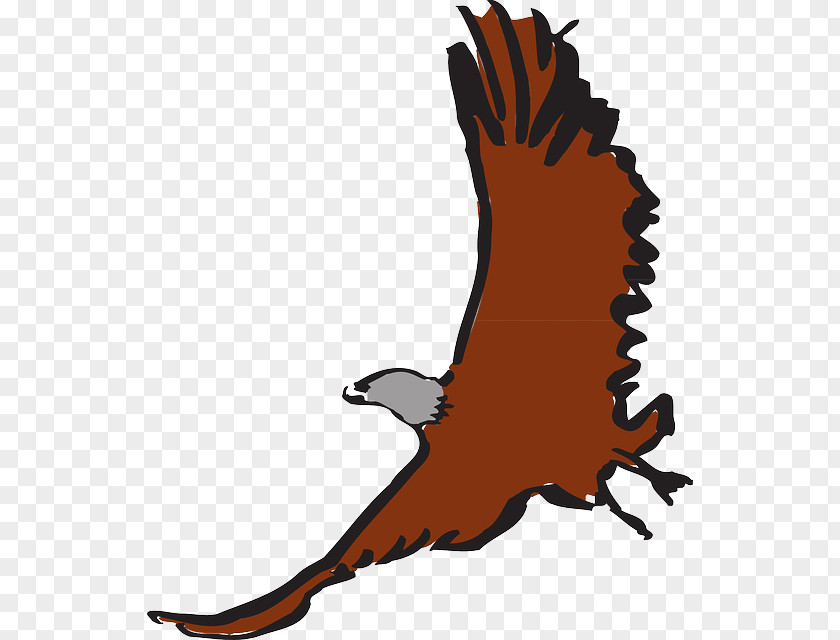 Eagle Feather Law Clip Art PNG