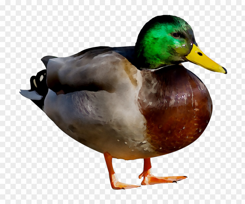 Mallard Donald Duck Bird Glogster PNG