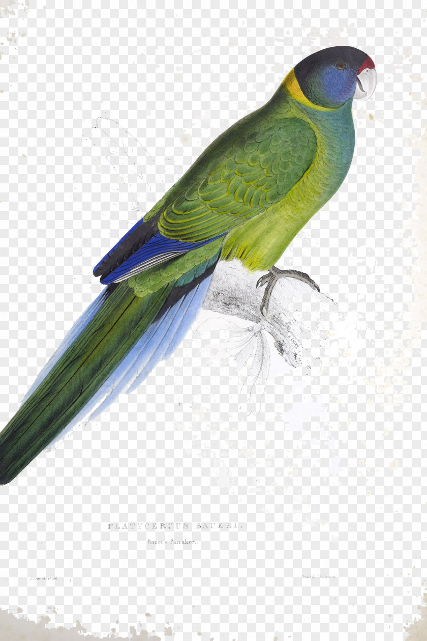 Parrot Budgerigar Illustrations Of The Family Psittacidae, Or Parrots Australian Ringneck Parakeet PNG