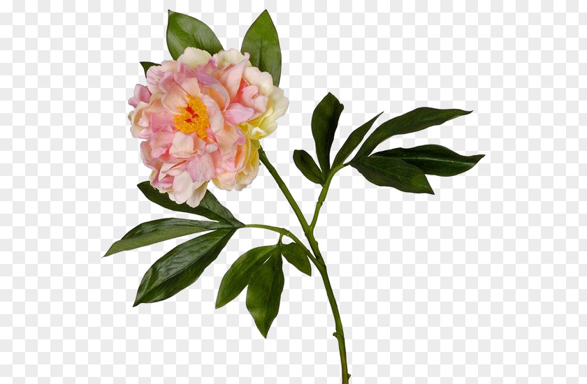 Peony Cut Flowers Garden Roses Herbaceous Plant PNG
