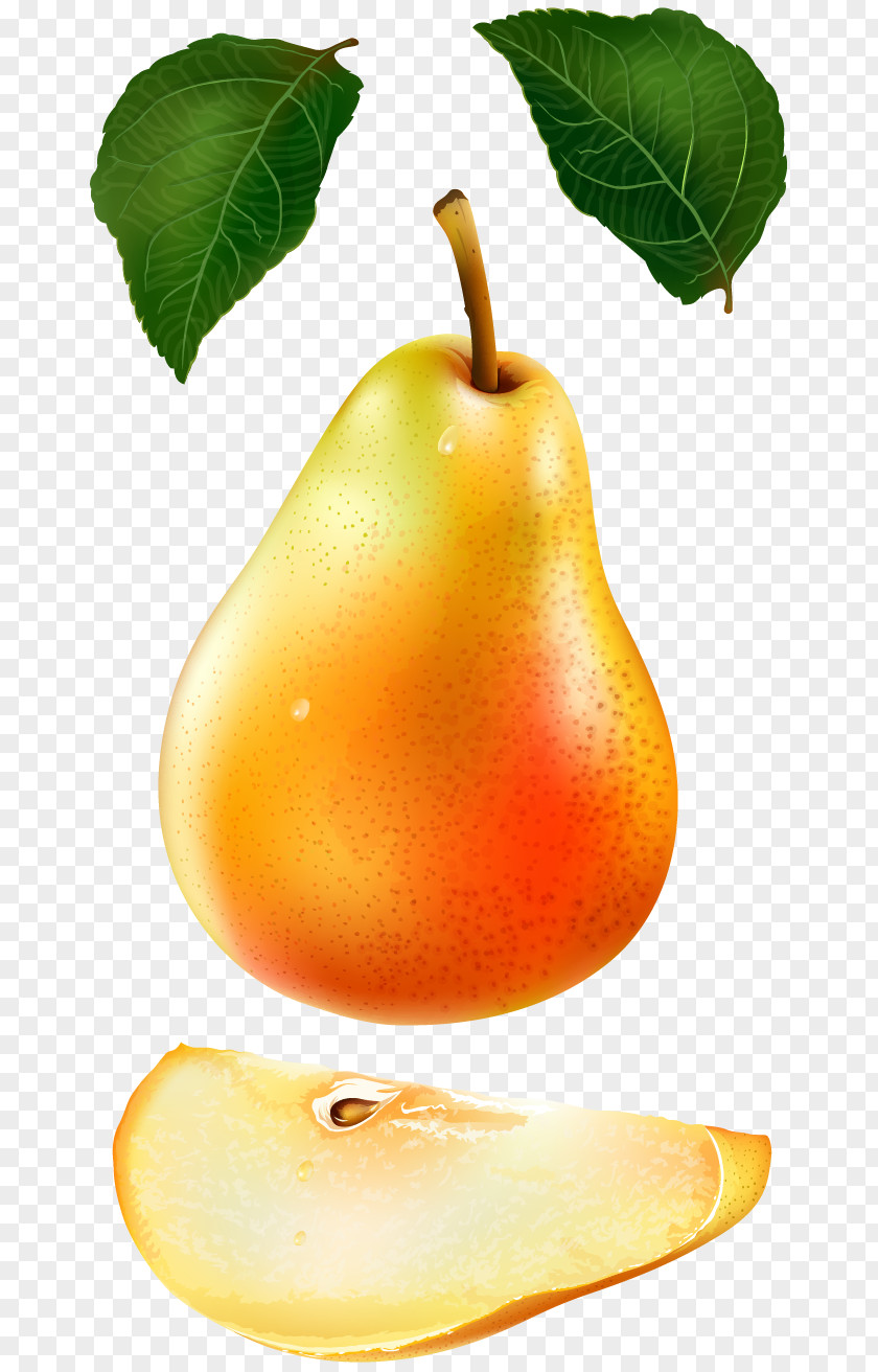 Vector Pears Asian Pear Euclidean Auglis PNG