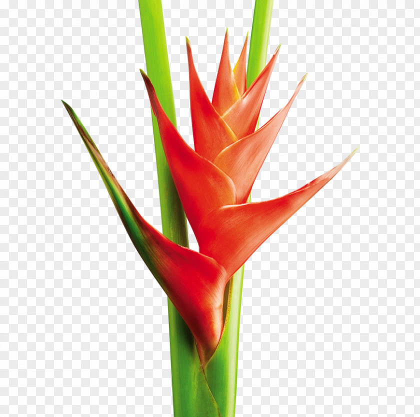 Flor Heliconia Bihai Cut Flowers Plant Stem Tropics PNG