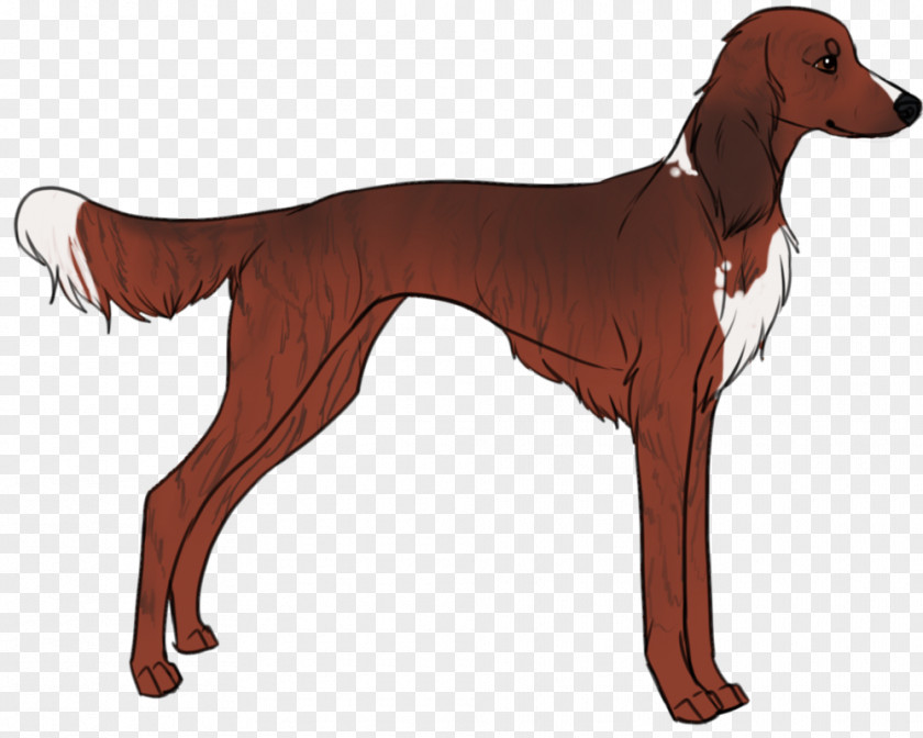 Golden Retriever Longdog Saluki Sloughi Azawakh PNG