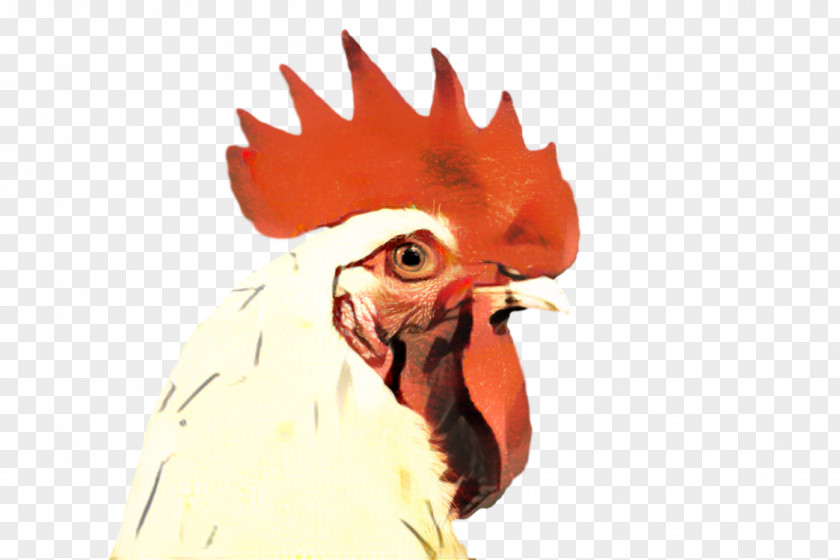 Livestock Fowl Chicken Cartoon PNG