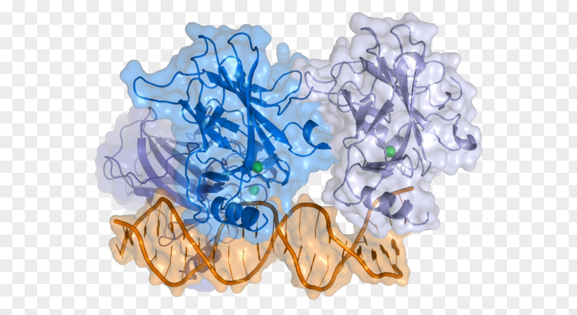P53 Cell Cancer Gene Protein PNG