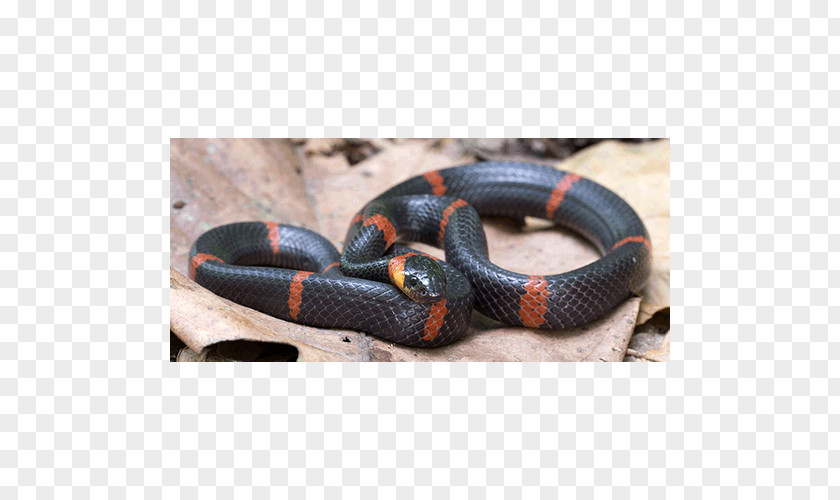 Snake Kingsnakes Elapid Snakes Colubrid PNG