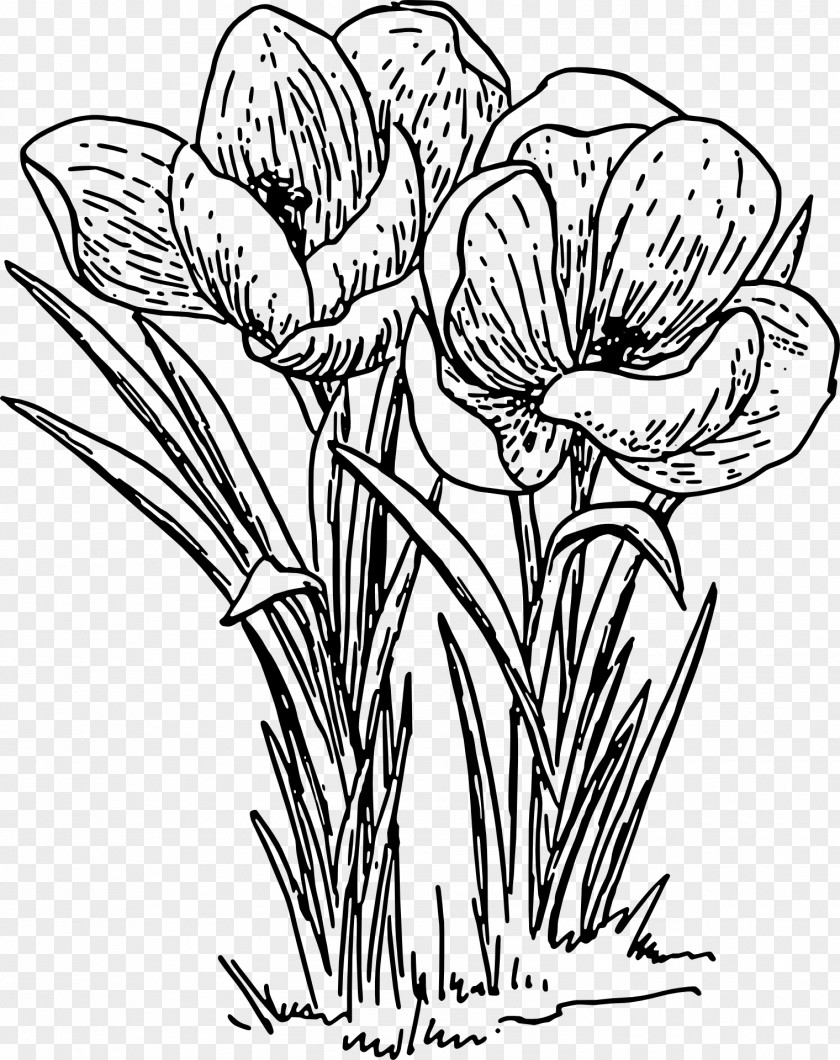 Crocus Line Art Clip PNG