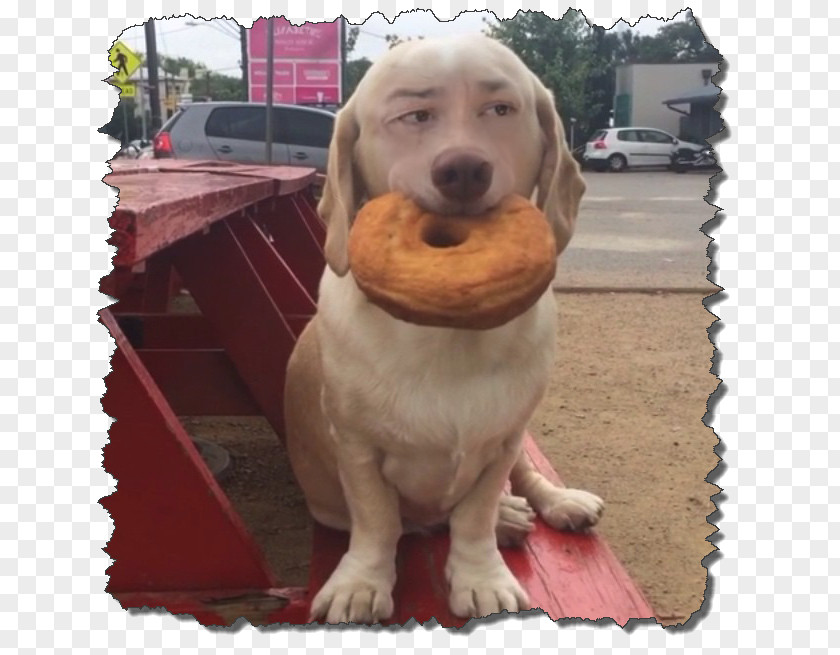 Dog Hot Food Bagel PNG