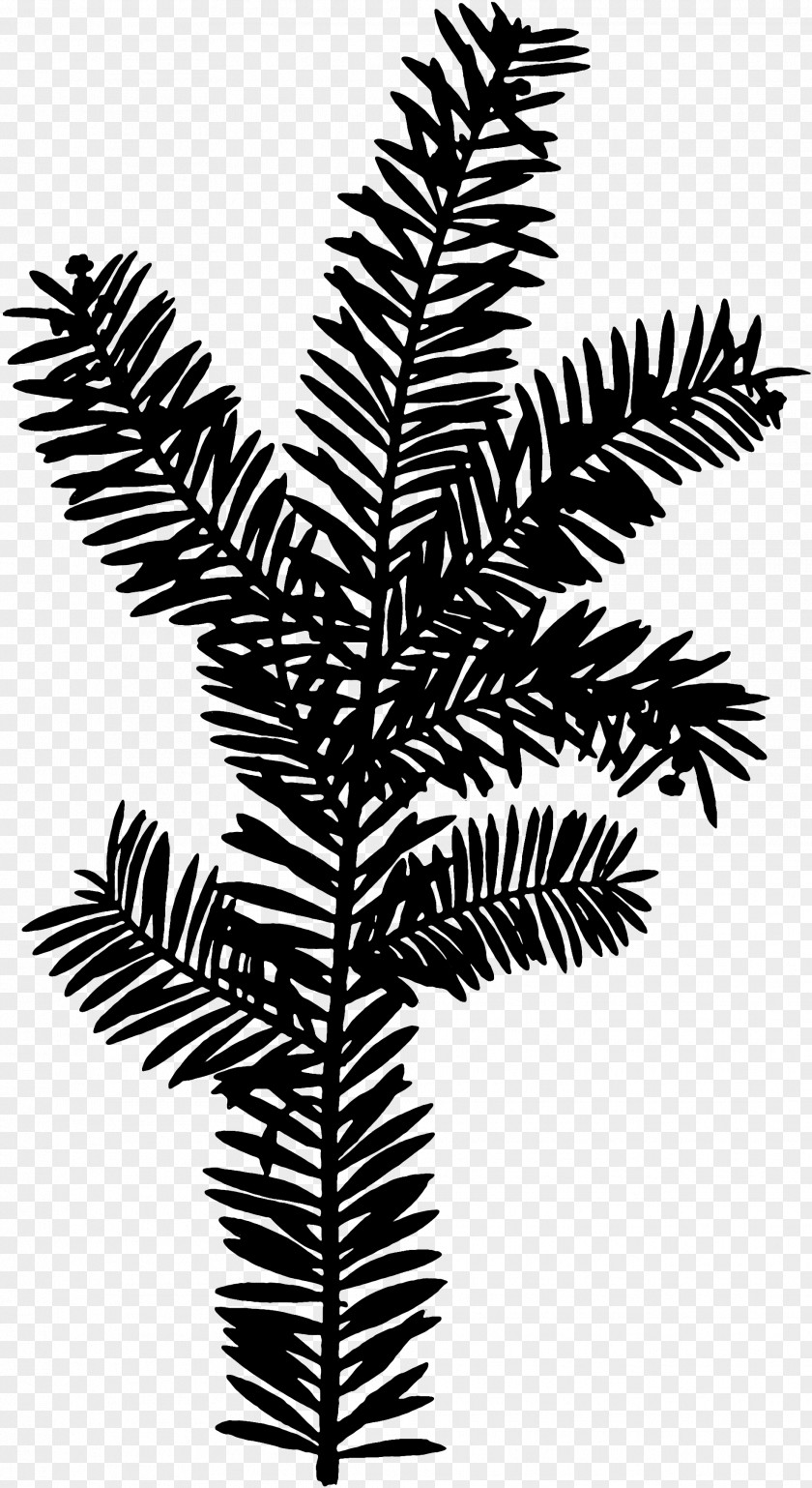 M Plant Stem Leaf Palm Trees Twig Black & White PNG