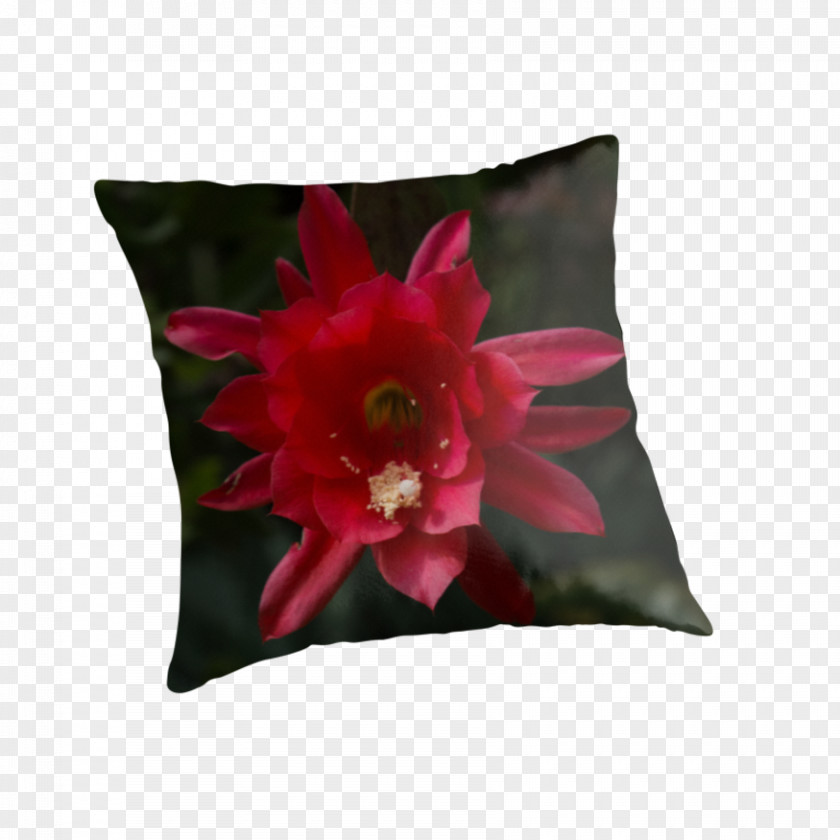 Pillow Throw Pillows Cushion Down Feather Room PNG