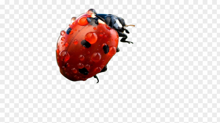 Ladybug Ladybird PNG