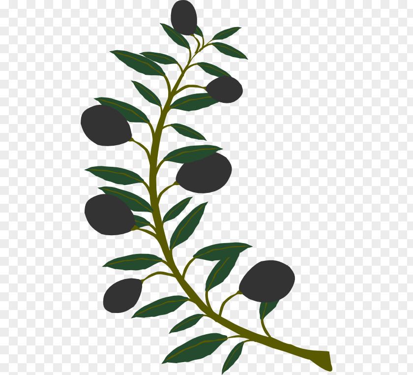 Olive Branch Clipart Clip Art PNG