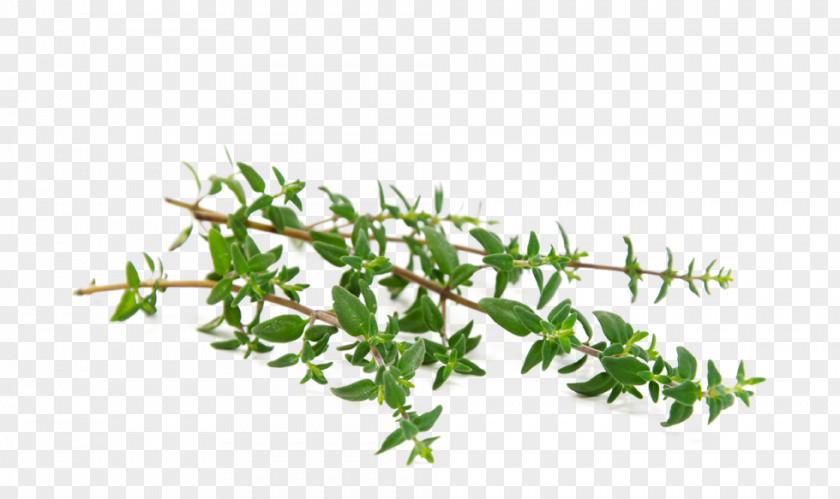 Thyme Transparent Garden Herb Leaf Essential Oil PNG