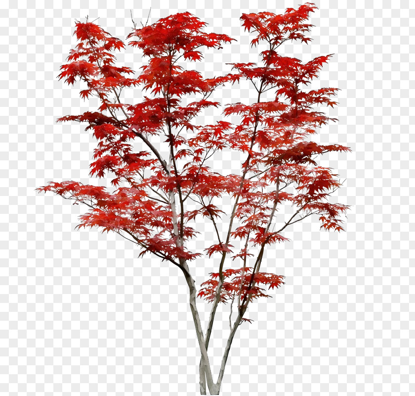 Branch Twig Tree Plant Flower Red Woody PNG