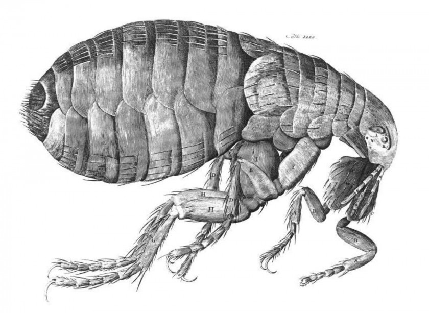 Flea Black Death Rat Bubonic Plague PNG
