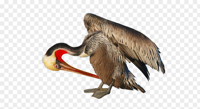Goose Beak Cygnini Duck Anatidae PNG
