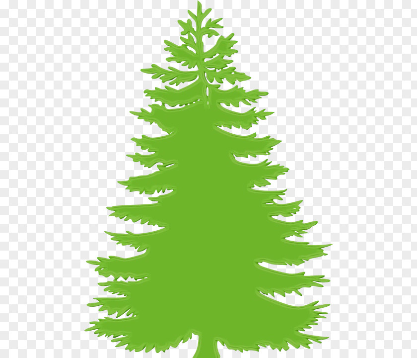 Green Lodgepole Pine Shortleaf Black Spruce Balsam Fir Colorado Yellow White PNG