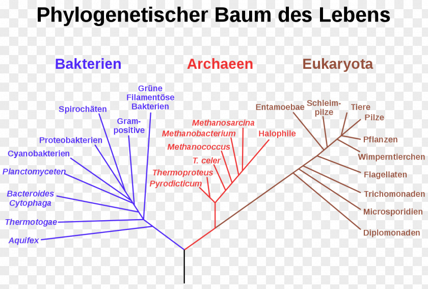 Tree Phylogenetic Domain Organism Phylogenetics Systematics PNG