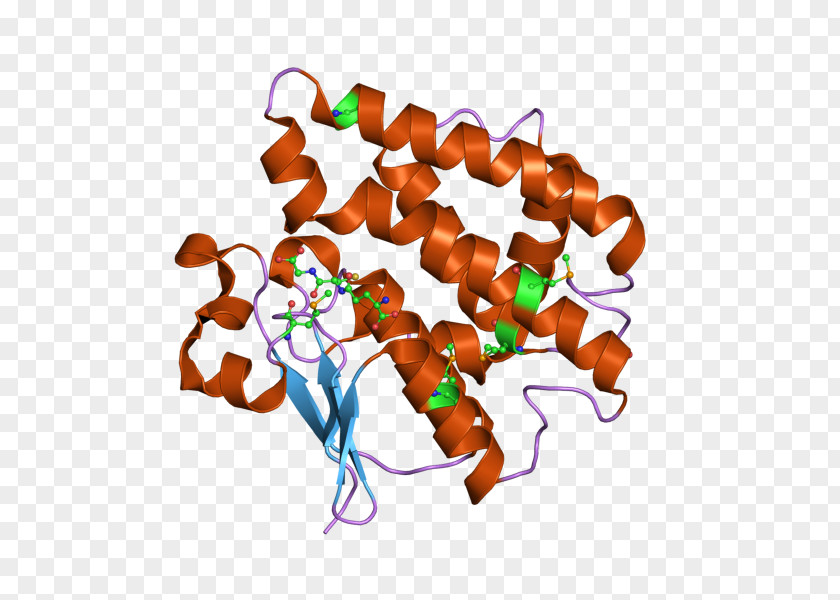 Blood Insulin Glargine Glucagon Sugar Protein PNG