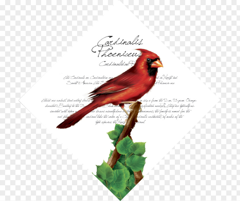 Cardinal Fauna Beak Feather PNG