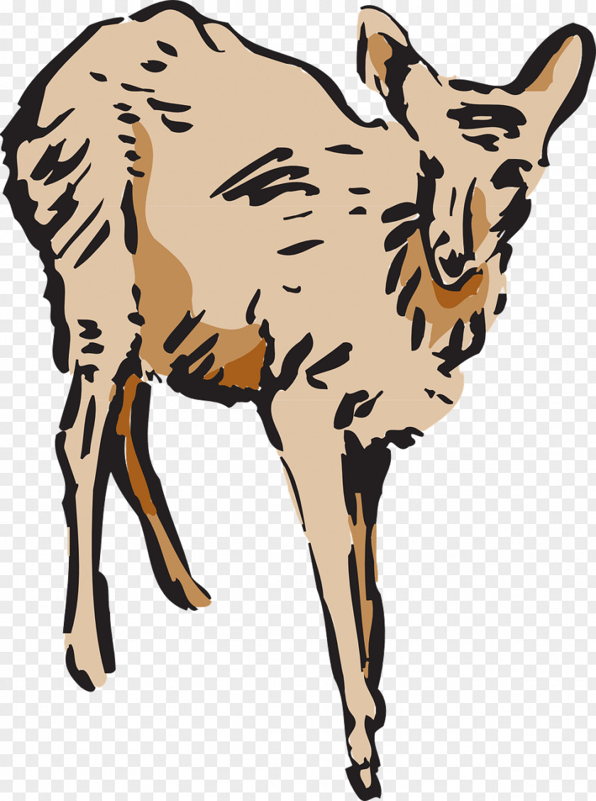 Deer Clip Art Mammal Cattle Image PNG