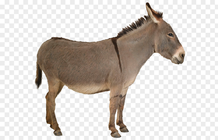 Donkey Mule Mare Mane Mustang PNG