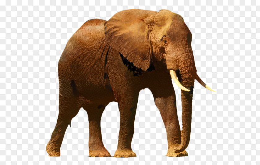 Elephant Drawing Illustration Image PNG