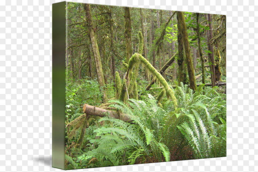 Forest Tropical And Subtropical Coniferous Forests Fern Temperate Rainforest Moist Broadleaf PNG