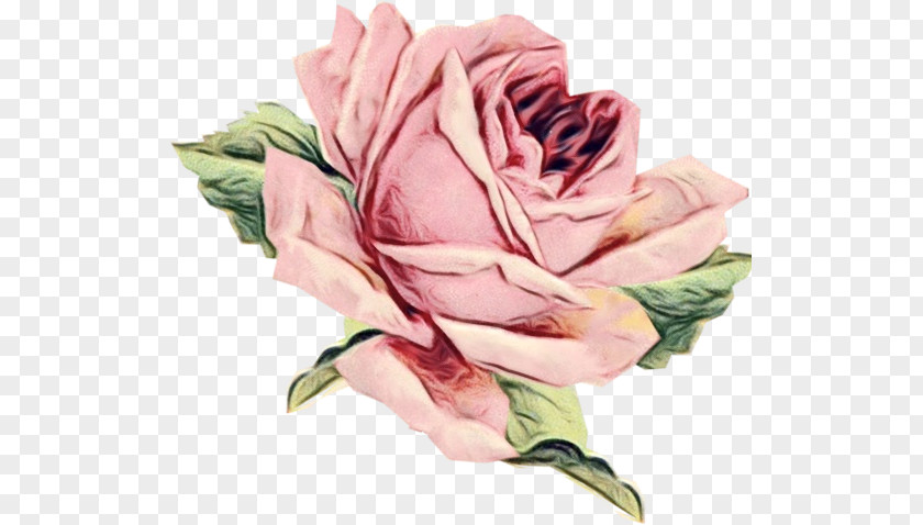 Garden Roses PNG