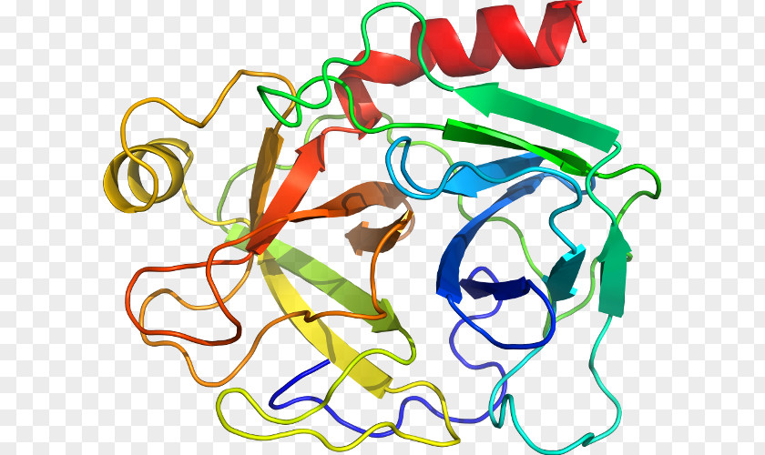 Immunoglobulin M Clip Art Organism Human Behavior Product PNG