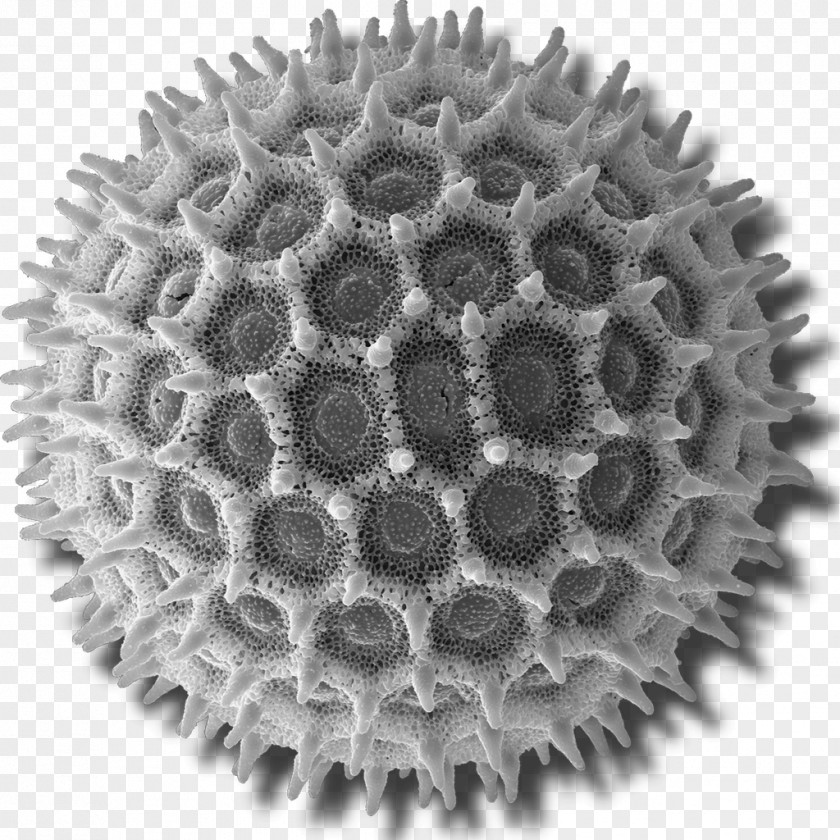 Microscope Scanning Electron Pollen Micrograph PNG