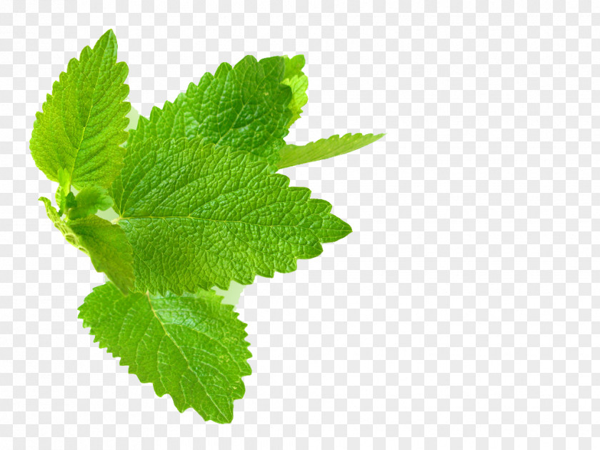 Mint Lemon Balm Herb Leaf PNG