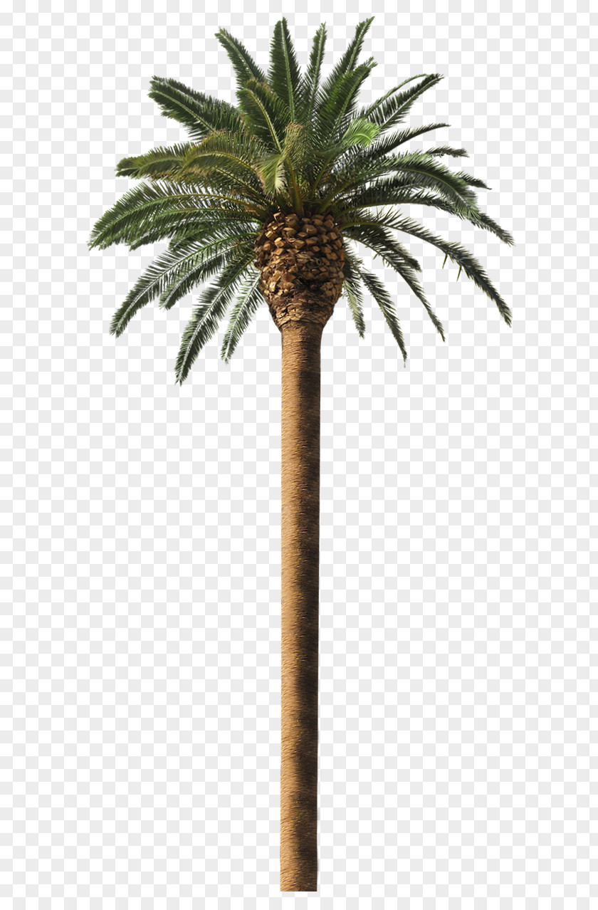 Palm Tree Date Arecaceae Coconut Frond PNG