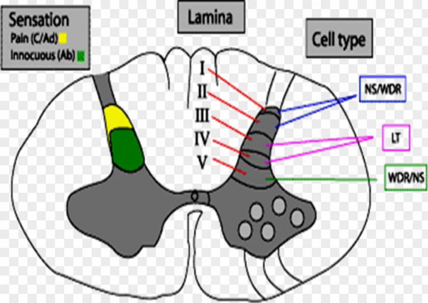 Brain Spinal Cord Reflex Arc Anatomy PNG