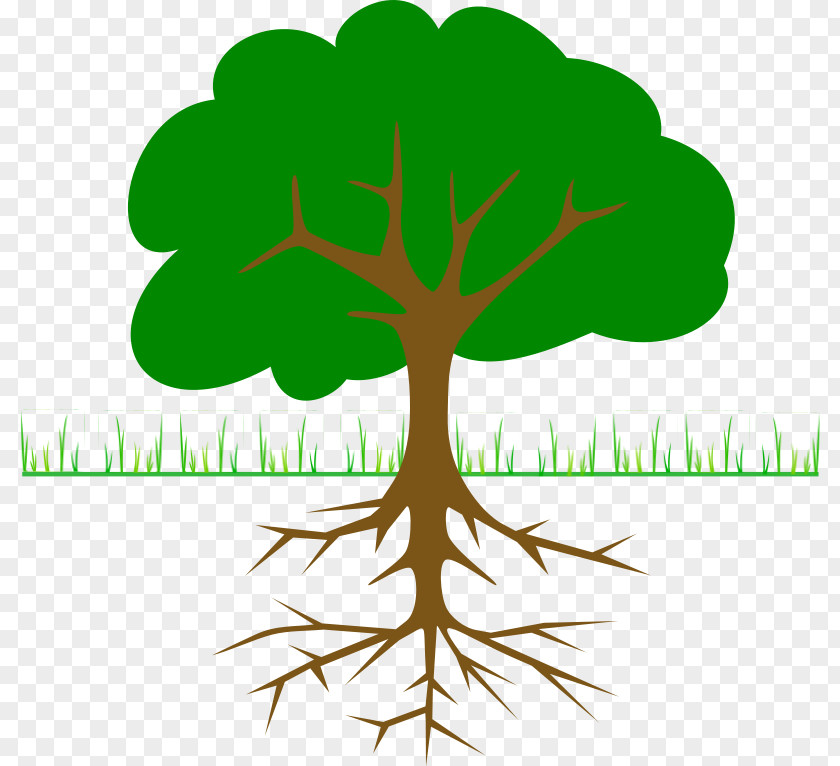 Cartoon Trees With Branches The Great Kapok Tree Clip Art PNG