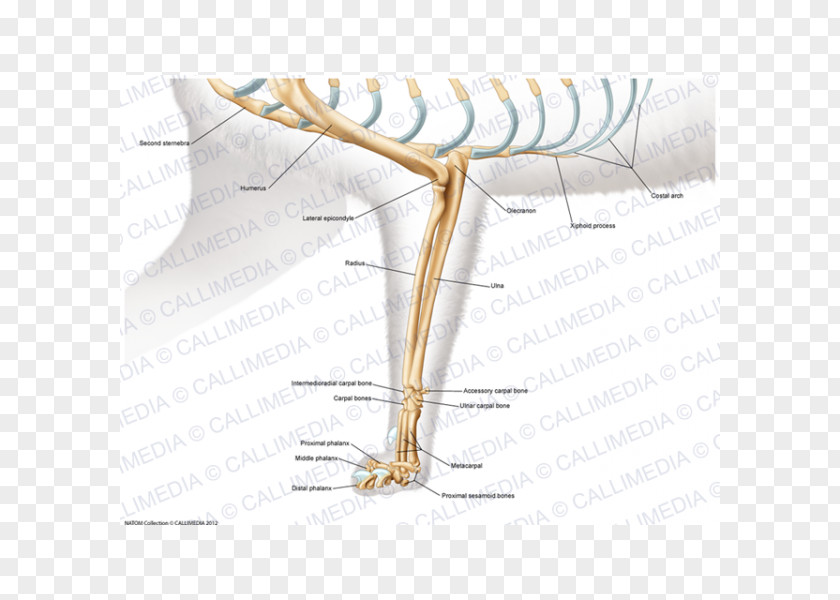 Cat Anatomy Elbow Arm Shoulder PNG